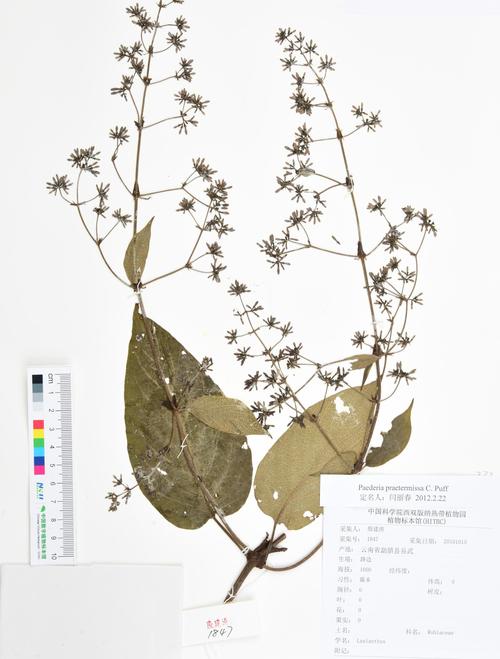 Meta的Puffin项目:轻便型混合现实眼镜来了?