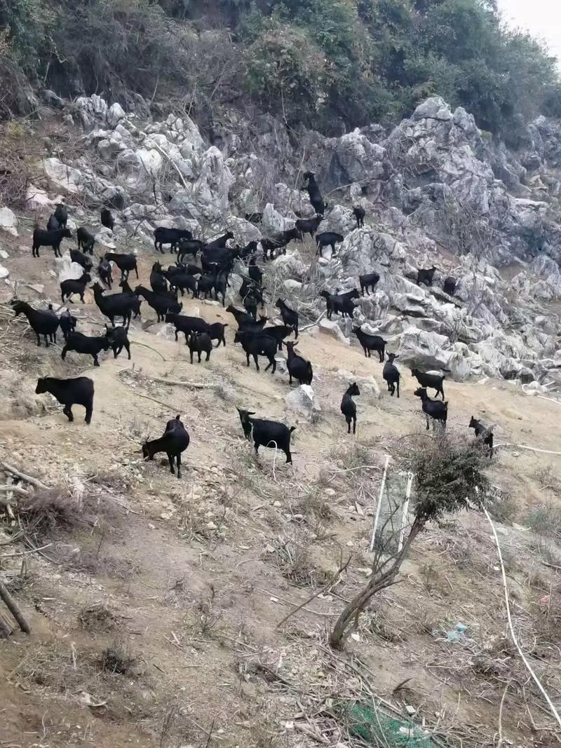 想了解黑山羊之夜？这篇游戏介绍告诉你