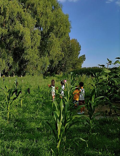 乡村生活的快乐暑假游戏：和小伙伴一起的夏日冒险