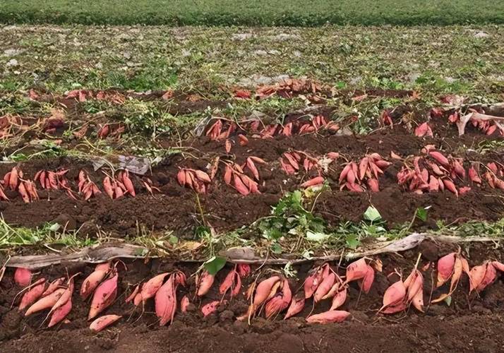 地瓜视频是真的吗？看完这篇你就知道答案了！