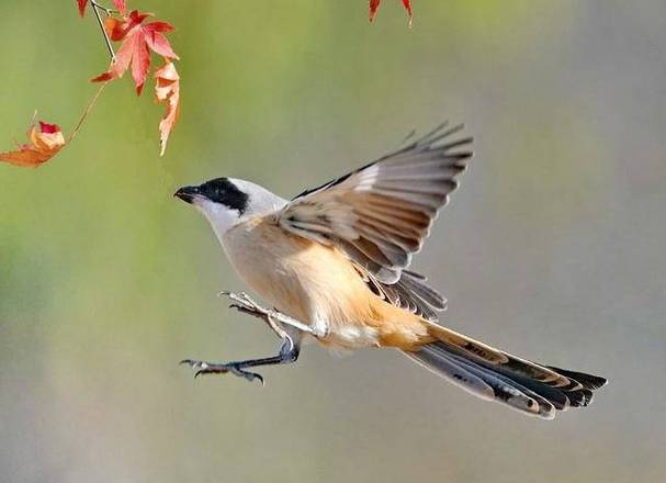 劳燕分飞中的劳是什么意思?古诗词中经常出现!