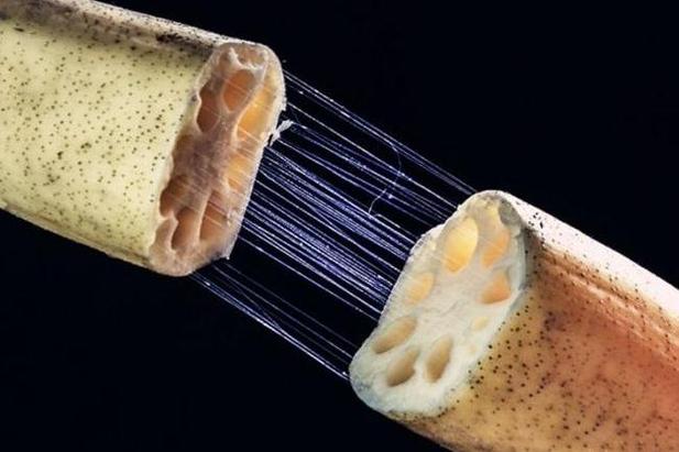 藕断丝连的丝是什么？能吃吗？有啥作用？