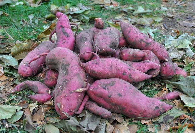 地瓜视频是真的吗？看完这篇你就知道答案了！