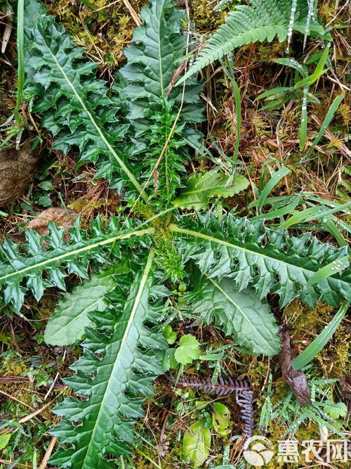 一捆血蓟哪里有卖？这几个地方可能找到！