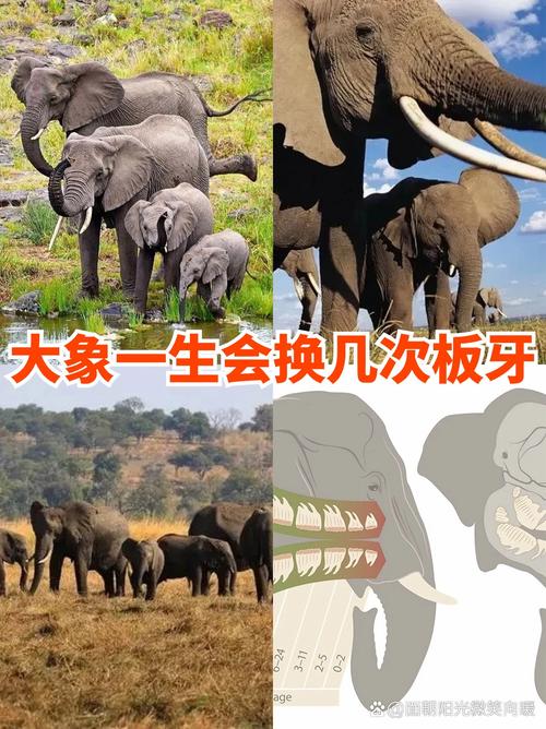 大象防晒有啥妙招？原来它们是这样防晒的！