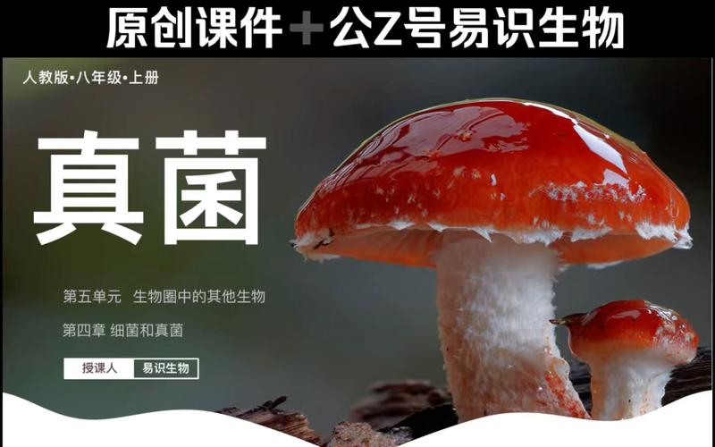 真菌世界秘籍怎么获得？快速通关技巧大揭秘！