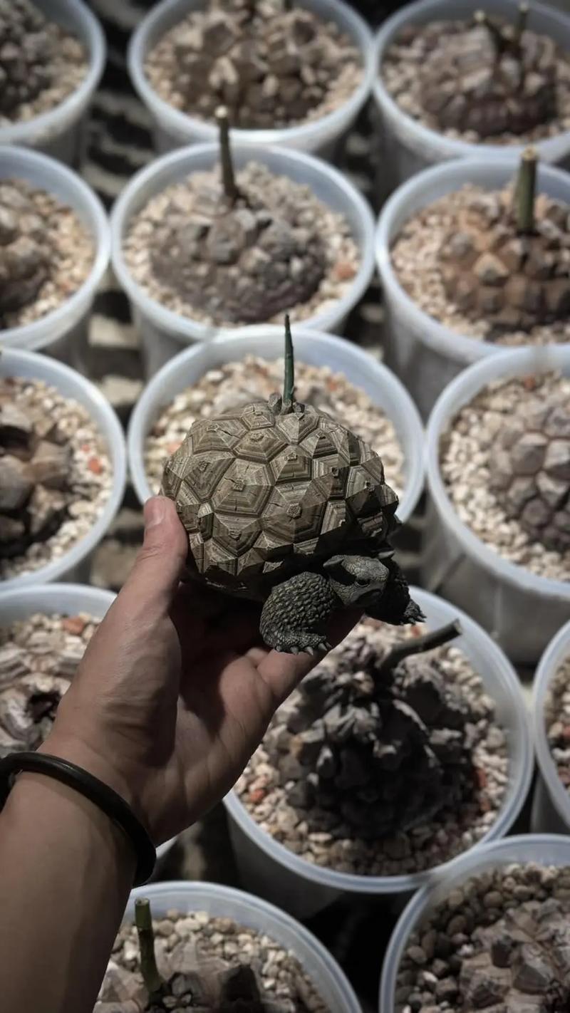 皮甲龙龟怎么玩?新手必看超简单上手攻略!