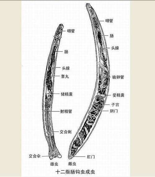 最新内部寄生虫下载地址，一键获取高速下载！