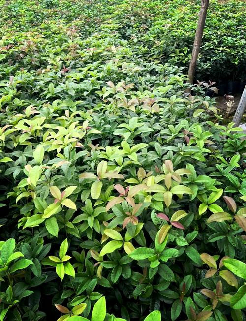 大树皮肤干燥怎么办?这几个补水保湿方法快来学!