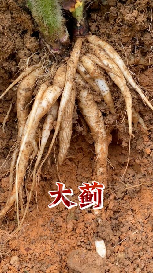 一捆血蓟哪里有卖？这几个地方可能找到！