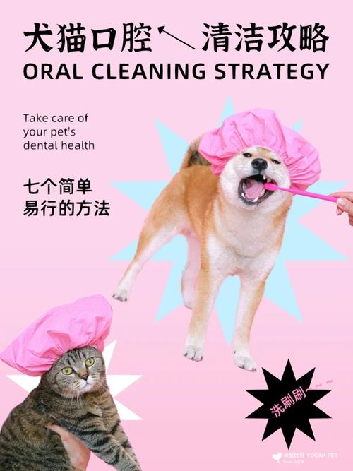 猫咪社区官网最新下载教程,新手铲屎官看过来!