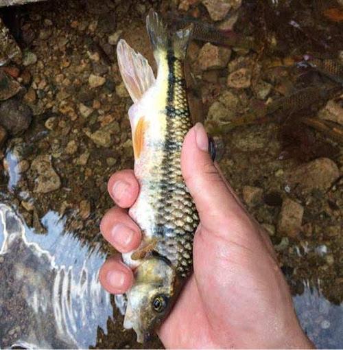 黑鳞镖鲈生活在哪里？这种鱼稀有吗？