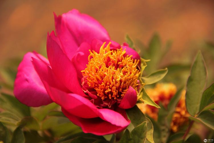 国色天香社区手机免费观看:不用花钱也能看大片