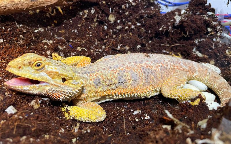 热乎乎的鬣蜥人蛋：趣味游戏道具，7天孵化，滚来滚去真好玩！