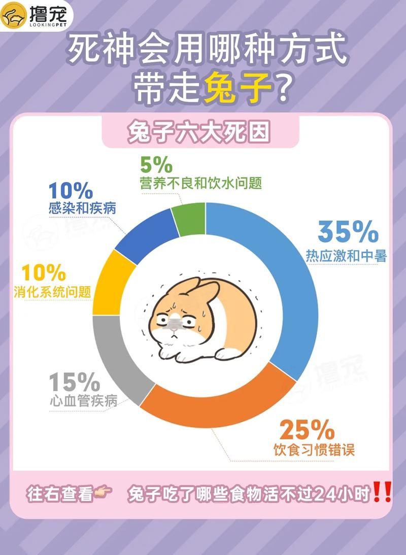 死亡兔子游戏打不开?原因及解决办法都在这!