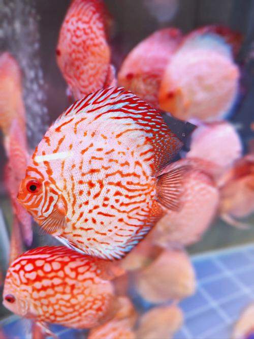 精美金鱼的祖先竟是它？揭开漂亮金鱼的身世之谜！