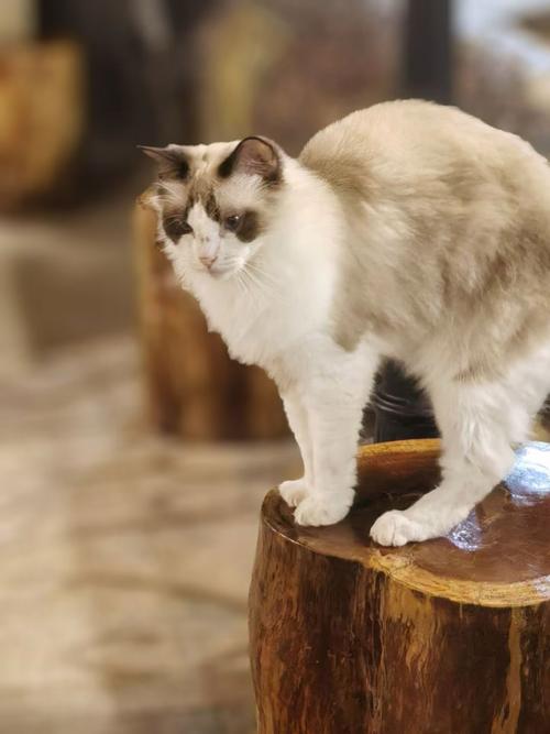 哪里可以下载喵喵岛3？安全可靠的下载途径推荐