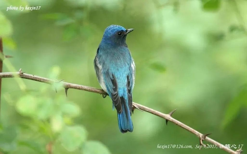 家养大鹅的祖先是什么鸟?看完你就知道了