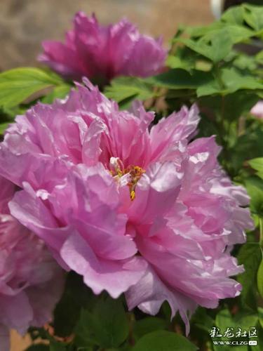 国色天香社区手机免费观看:不用花钱也能看大片