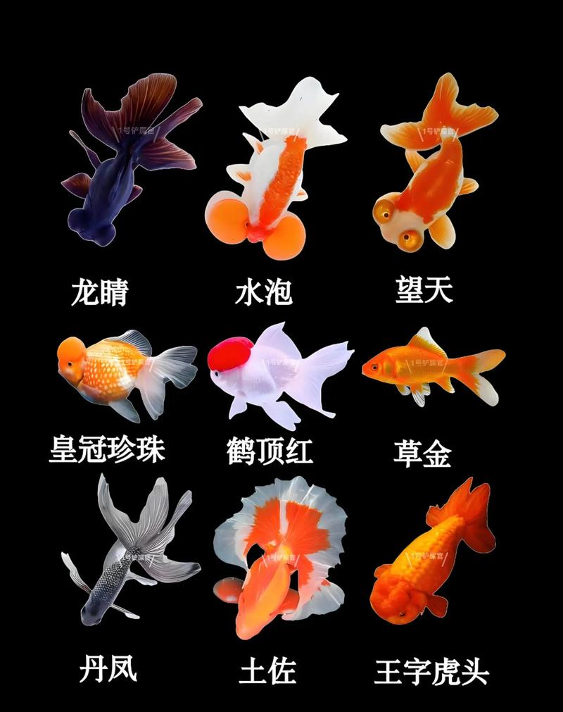 精美金鱼的祖先竟是它？揭开漂亮金鱼的身世之谜！