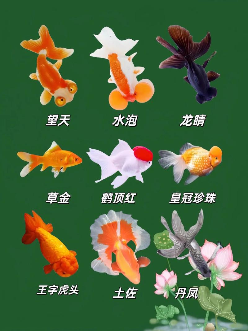 精美金鱼的祖先竟是它？揭开漂亮金鱼的身世之谜！