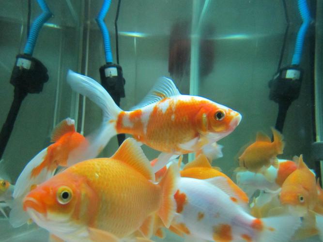 精美金鱼的祖先竟是它？揭开漂亮金鱼的身世之谜！