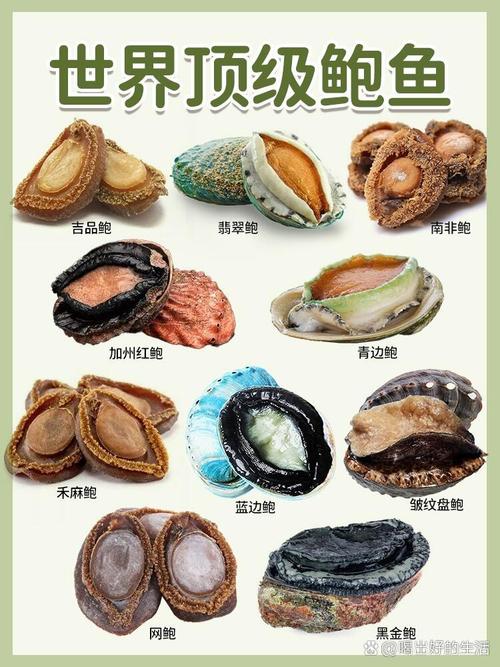 搞清鲍鱼的真实身份：它究竟是鱼还是贝壳？