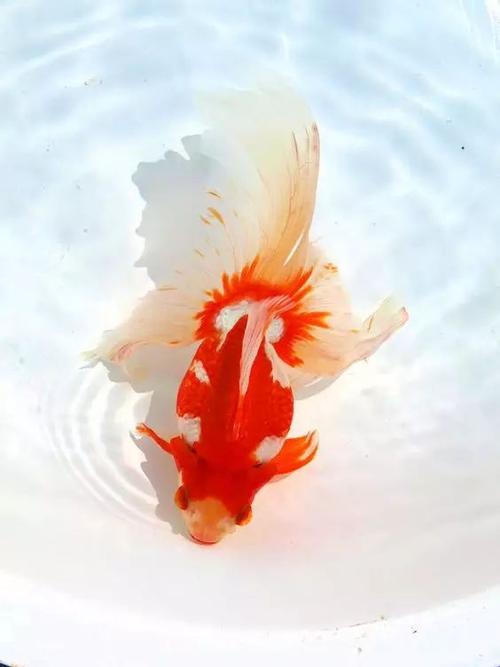 精美金鱼的祖先竟是它？揭开漂亮金鱼的身世之谜！