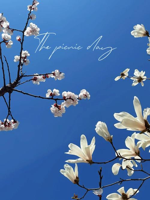 欲望开花在哪里下载?这里有你想要的资源!