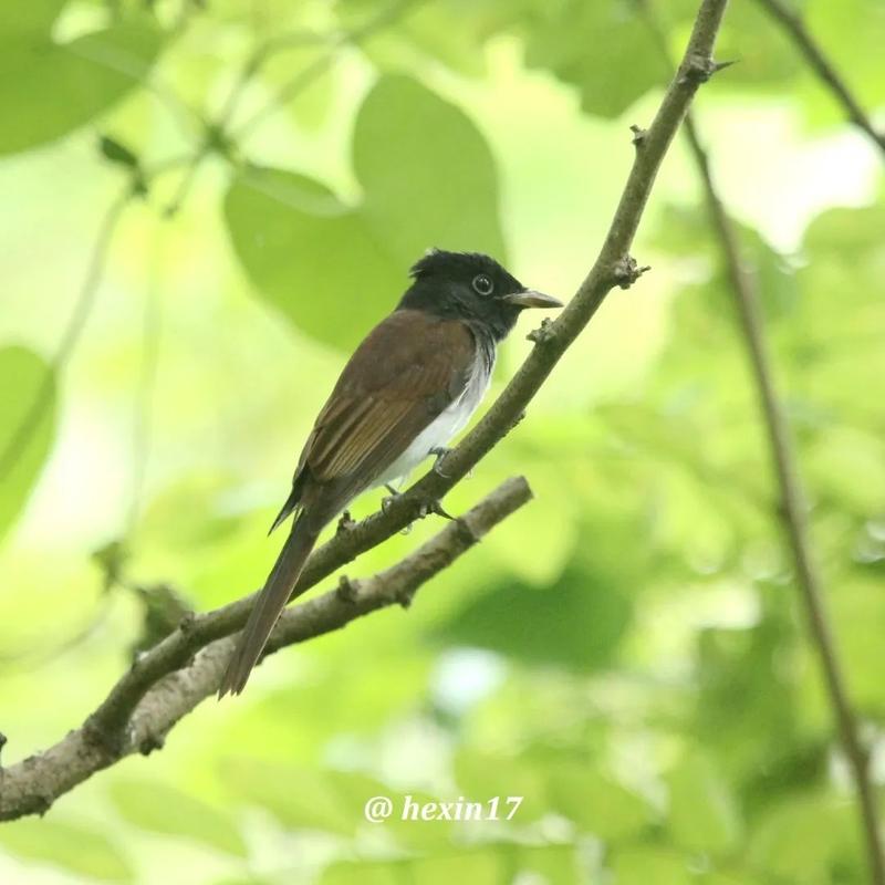 家养大鹅的祖先是什么鸟?看完你就知道了