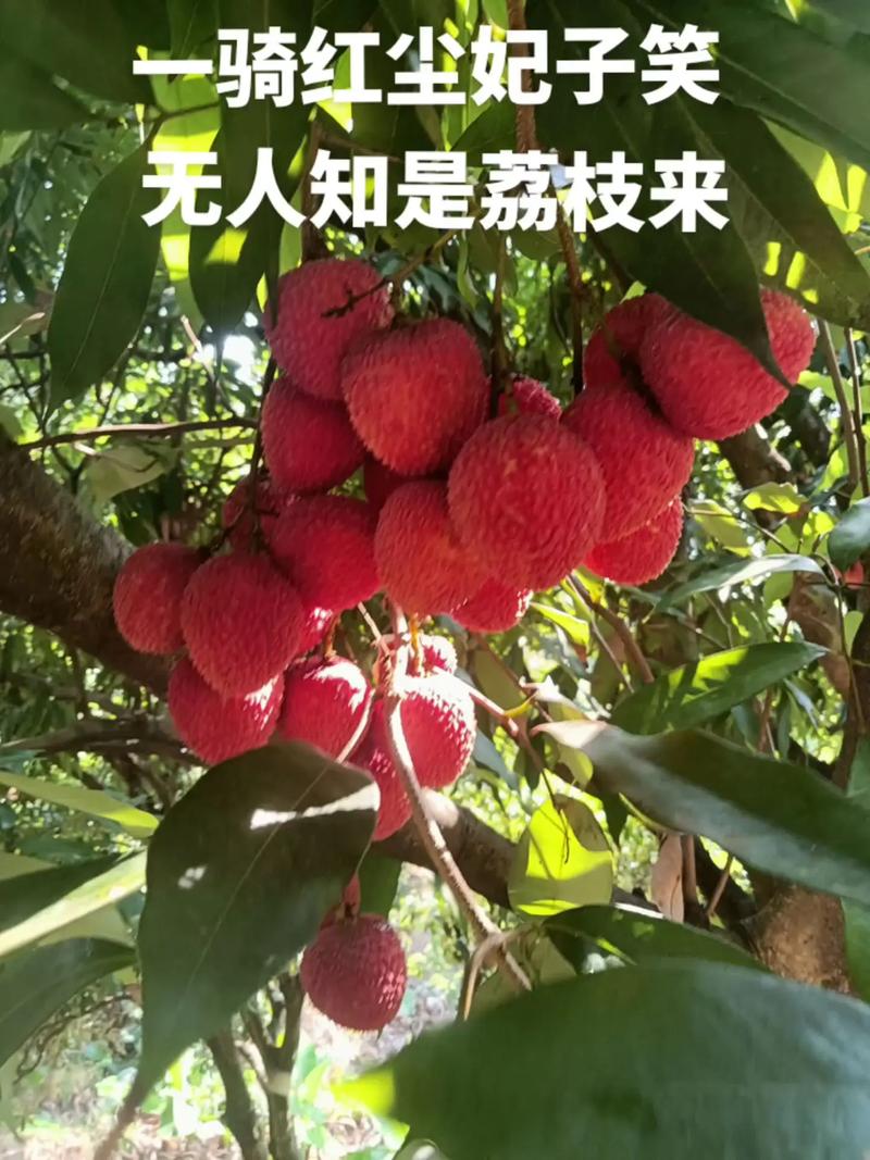 “日啖荔枝三百颗”的水果：是什么让苏轼如此热爱岭南？