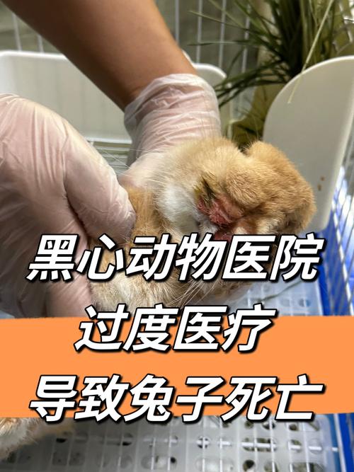 死亡兔子游戏打不开?原因及解决办法都在这!