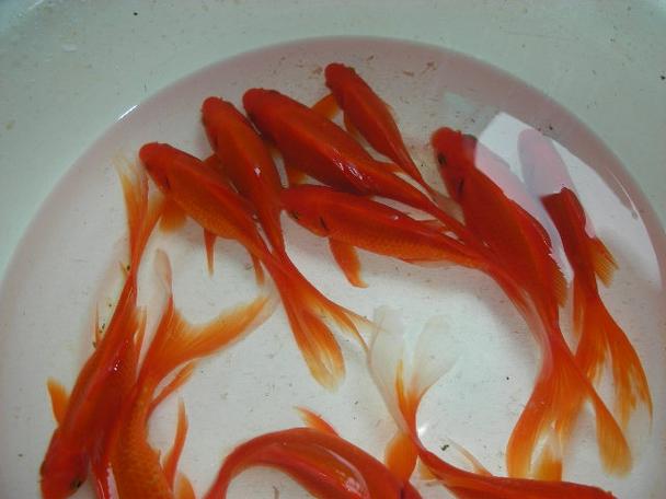 精美金鱼的祖先竟是它？揭开漂亮金鱼的身世之谜！