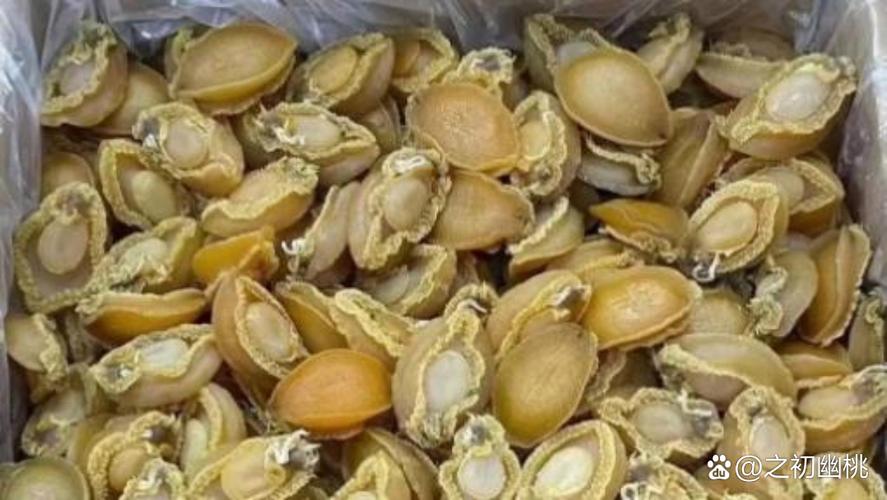 搞清鲍鱼的真实身份：它究竟是鱼还是贝壳？