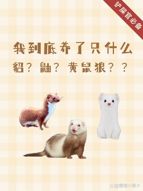 想养火焰貂?先了解它的性格和日常护理