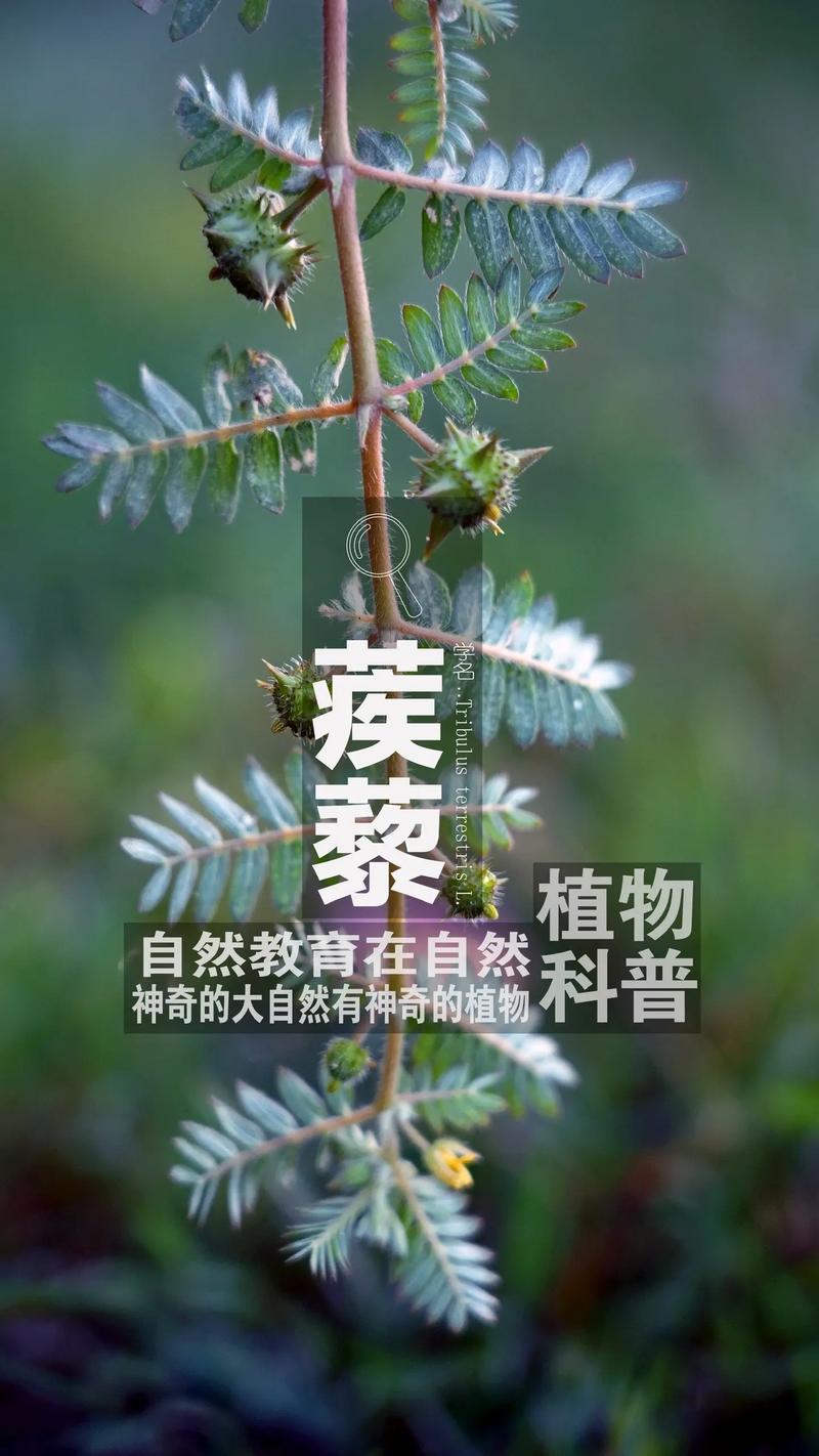 龙蒺藜属性及技能分析：植物大战僵尸自制植物深度解读