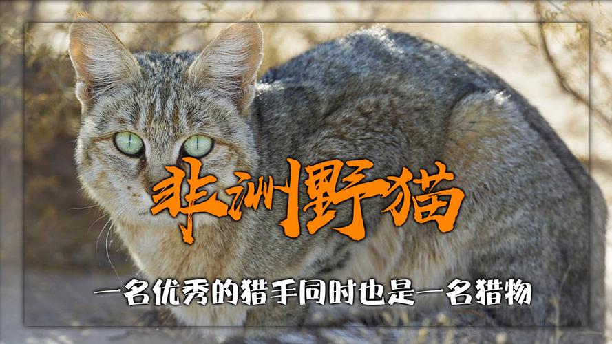 各版本野猫大比拼,哪个版本最让你心动?