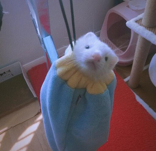 想养火焰貂?先了解它的性格和日常护理