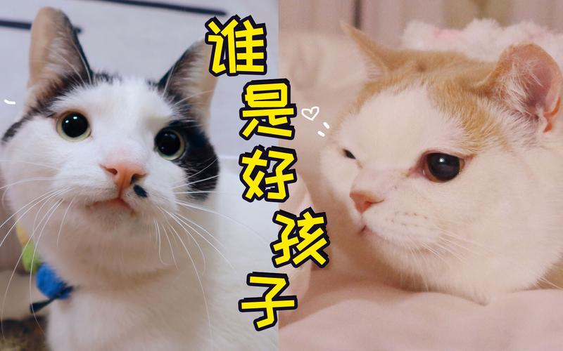 当你的猫咪在哪下载?不同平台下载方法详解!