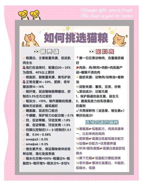 喵喵岛2游戏攻略：快速提升猫咪默契度的方法