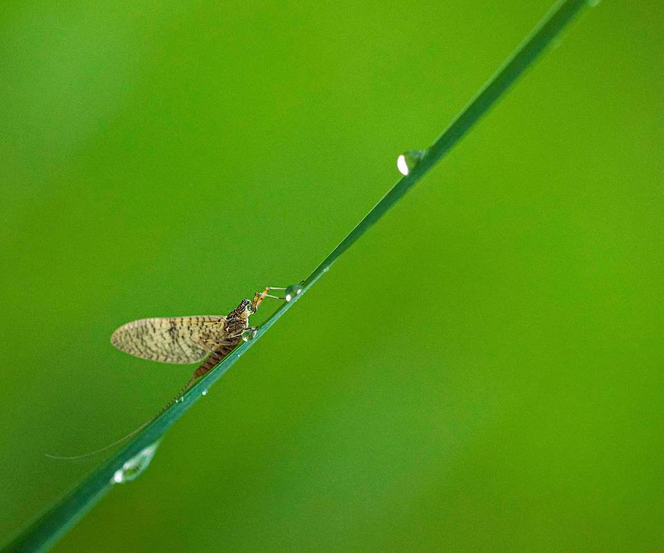 想玩蜉蝣V0.2?这里有你需要的下载链接