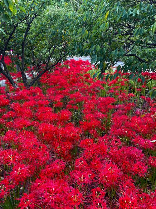 彼岸花版本大全：解锁彼岸花所有形态，你想要的都在这里