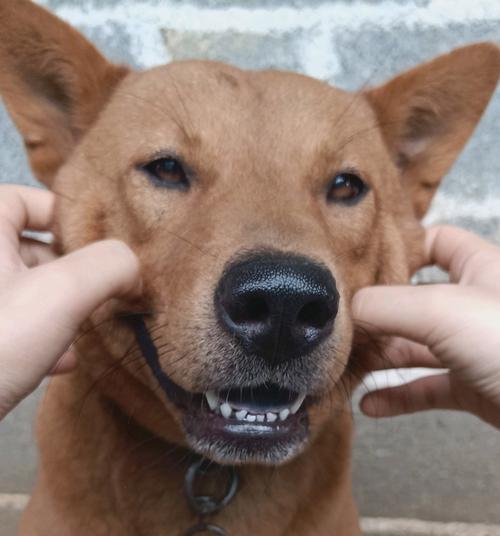 人狗情未了游戏：超刺激剧情，狗视角看家庭伦理！