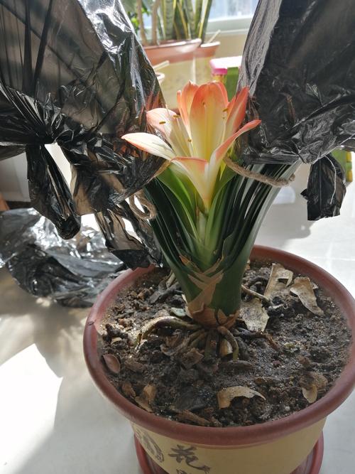 如何下载优艳之花？避免下载到病毒的技巧