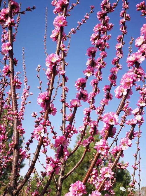 如何下载优艳之花？避免下载到病毒的技巧