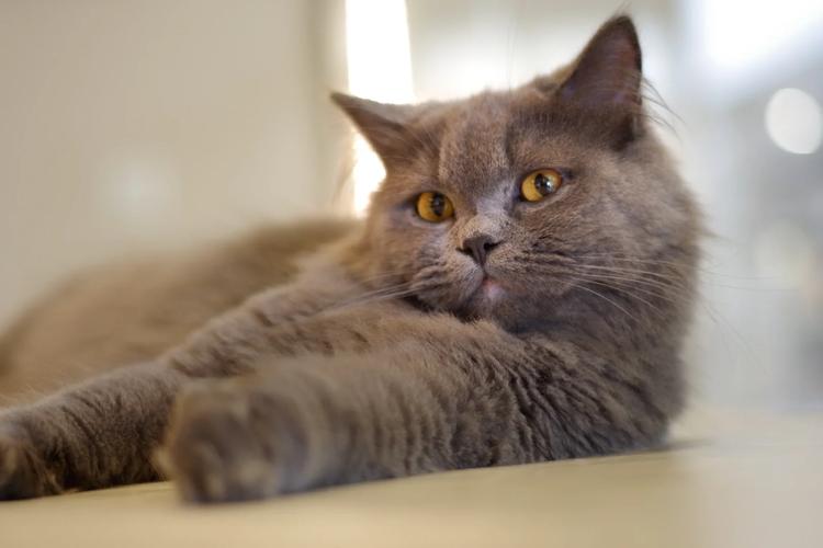 猫研社最新版本号是多少?不同版本区别大揭秘