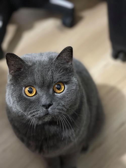 当你的猫咪在哪下载?不同平台下载方法详解!