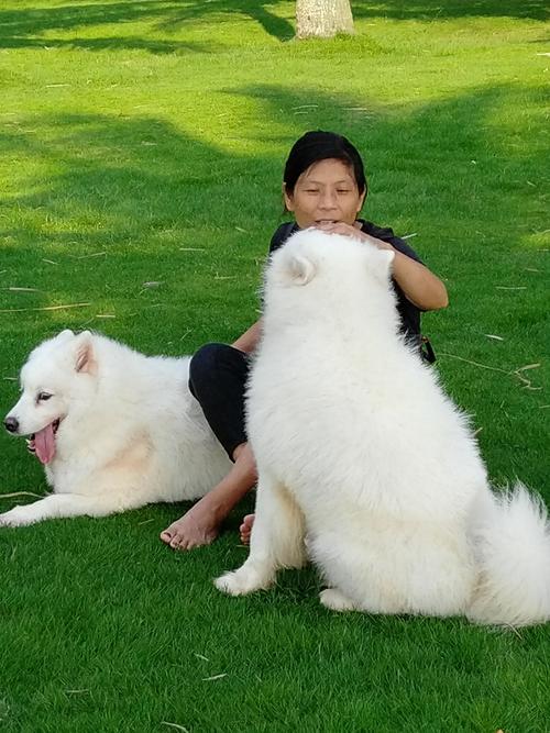 人狗情未了游戏：超刺激剧情，狗视角看家庭伦理！