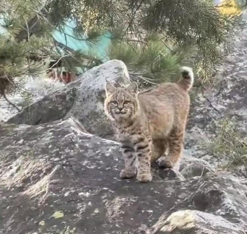 寻找小野猫N上下载地址？这里有你想要的