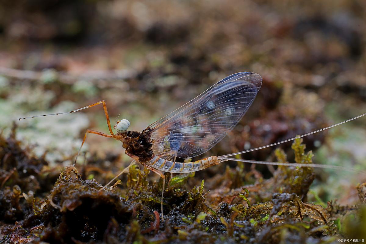 还在为找不到蜉蝣V0.2重制版下载而烦恼吗?